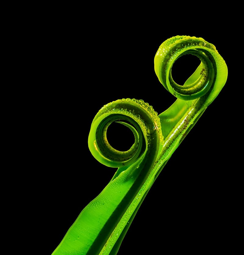 Fortune Fern
