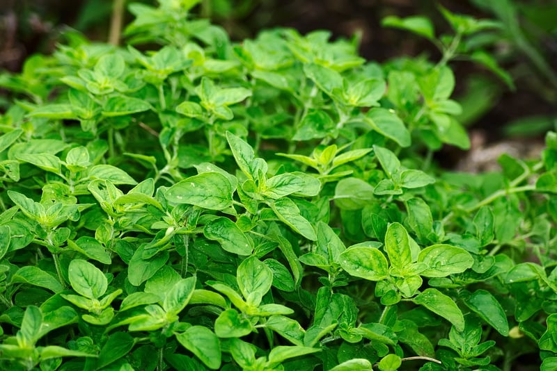 Mugwort