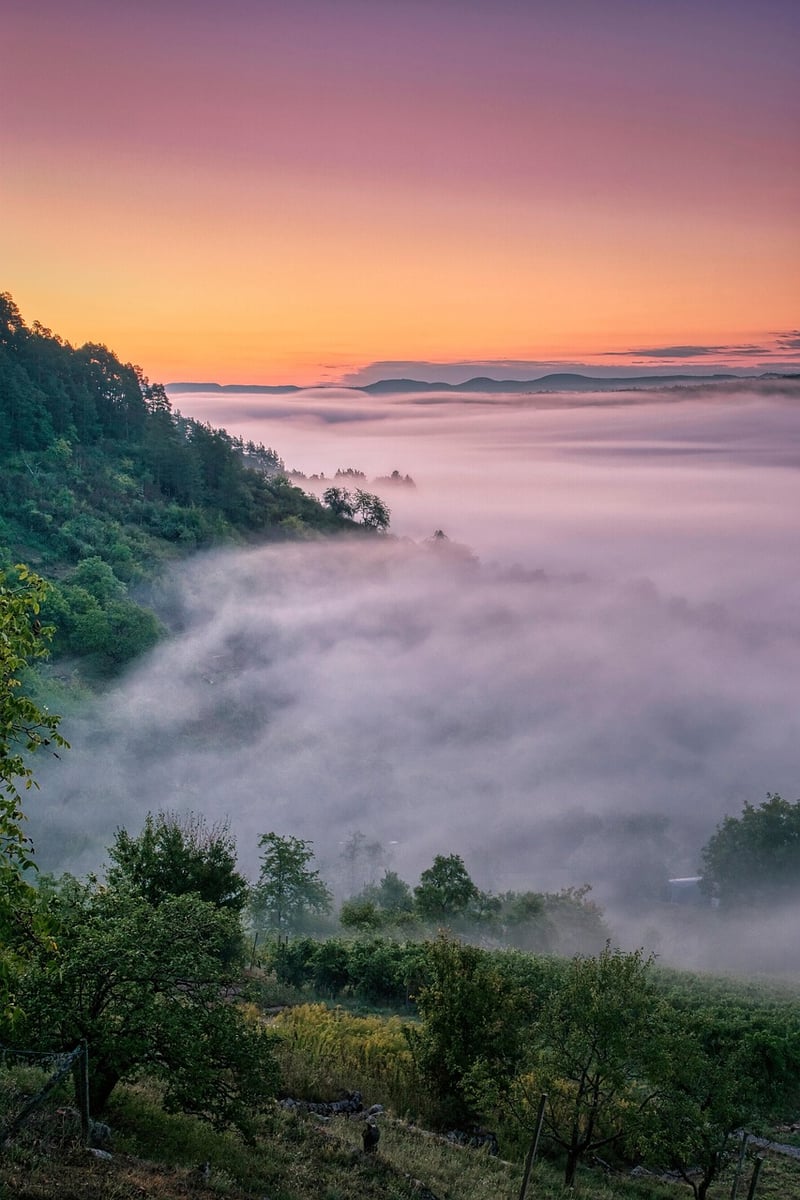 Mystical Plants